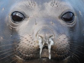 Elephant seal pup from antarctica.gov.au